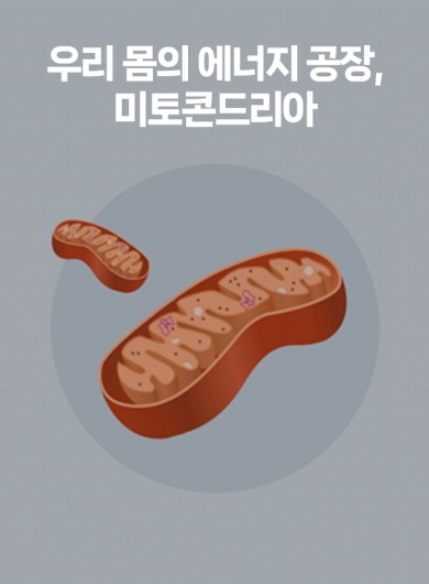 우리 몸의 에너지 공장, 미토콘드리아