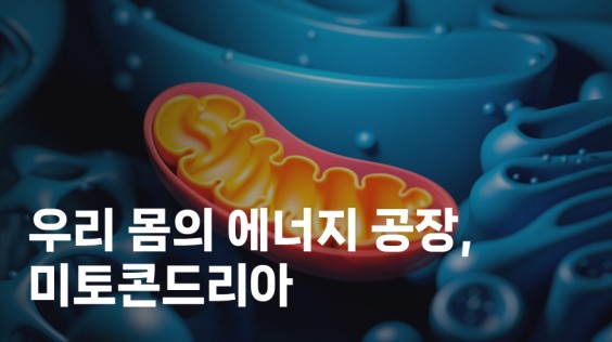 우리 몸의 에너지 공장, 미토콘드리아