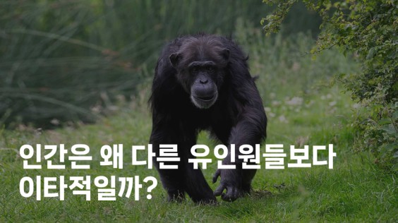 인간은 왜 다른 유인원들보다 이타적일까?