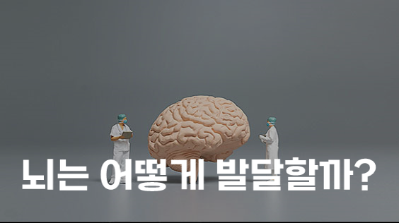 뇌는 어떻게 발달할까? (강의교안)